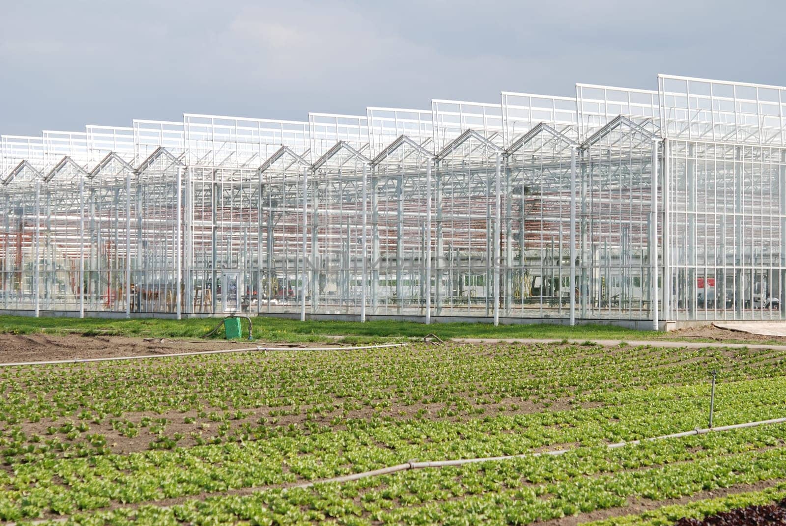 Outdoor or greenhouse cultivation