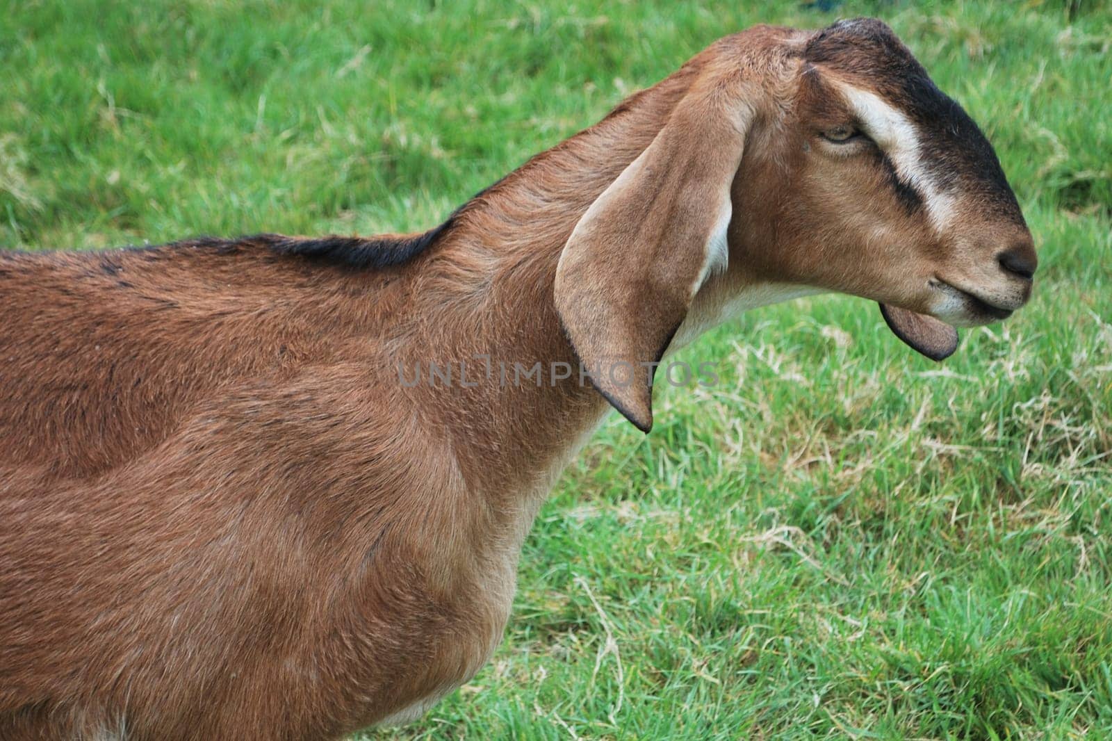 brown goat with big ears in field