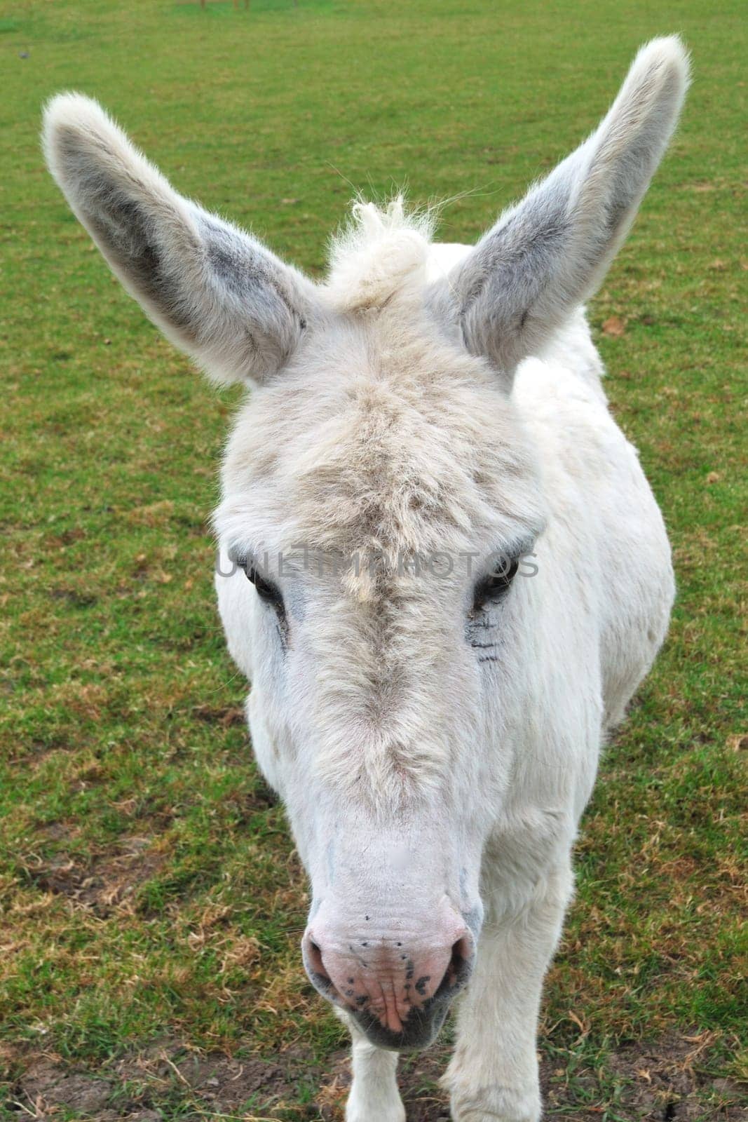 Portrait view of white donkey