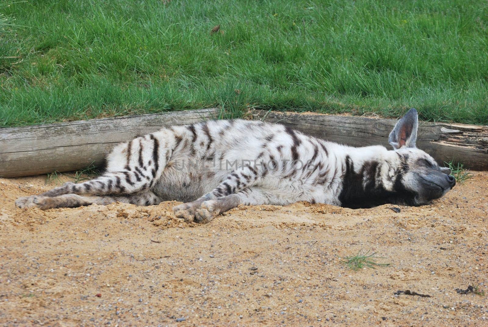Hyena asleep relaxing
