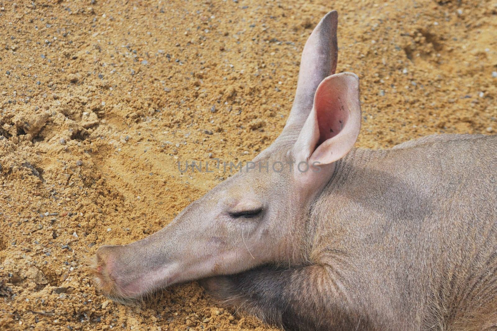 Head of aardvark asleep