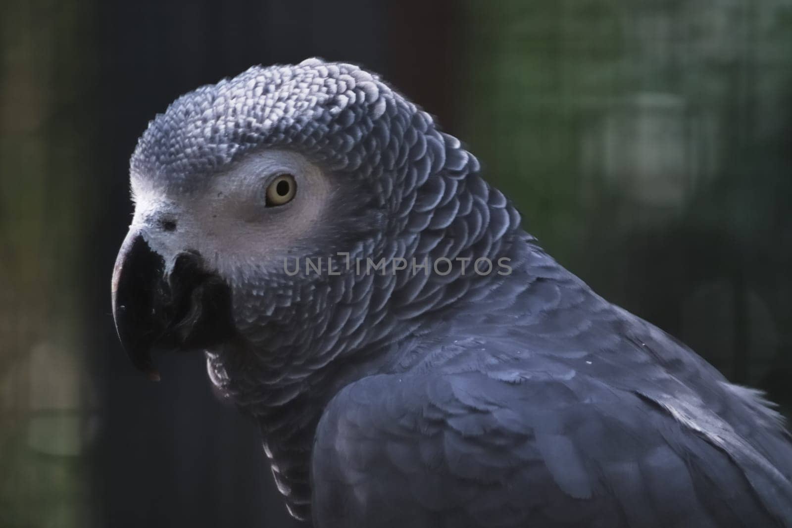 African grey parrot sitting