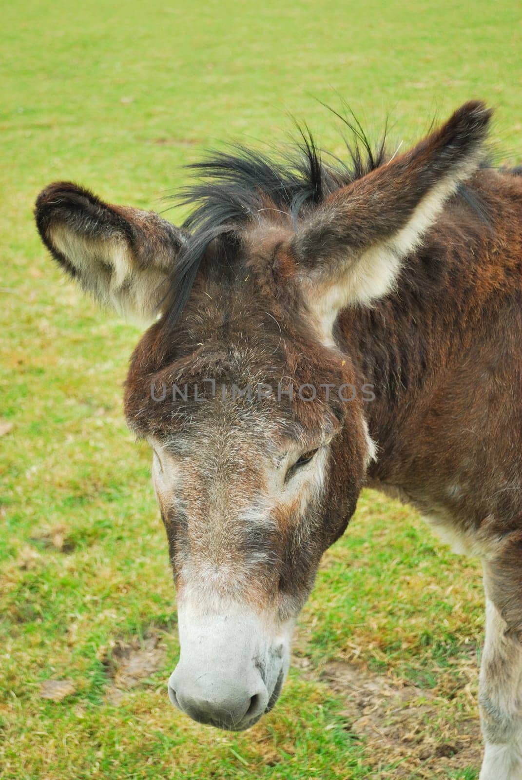 Donkey standing in field