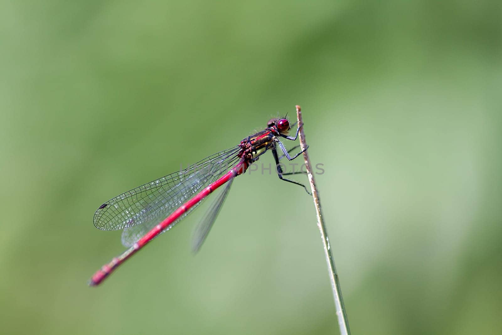 Adonis dragonfly