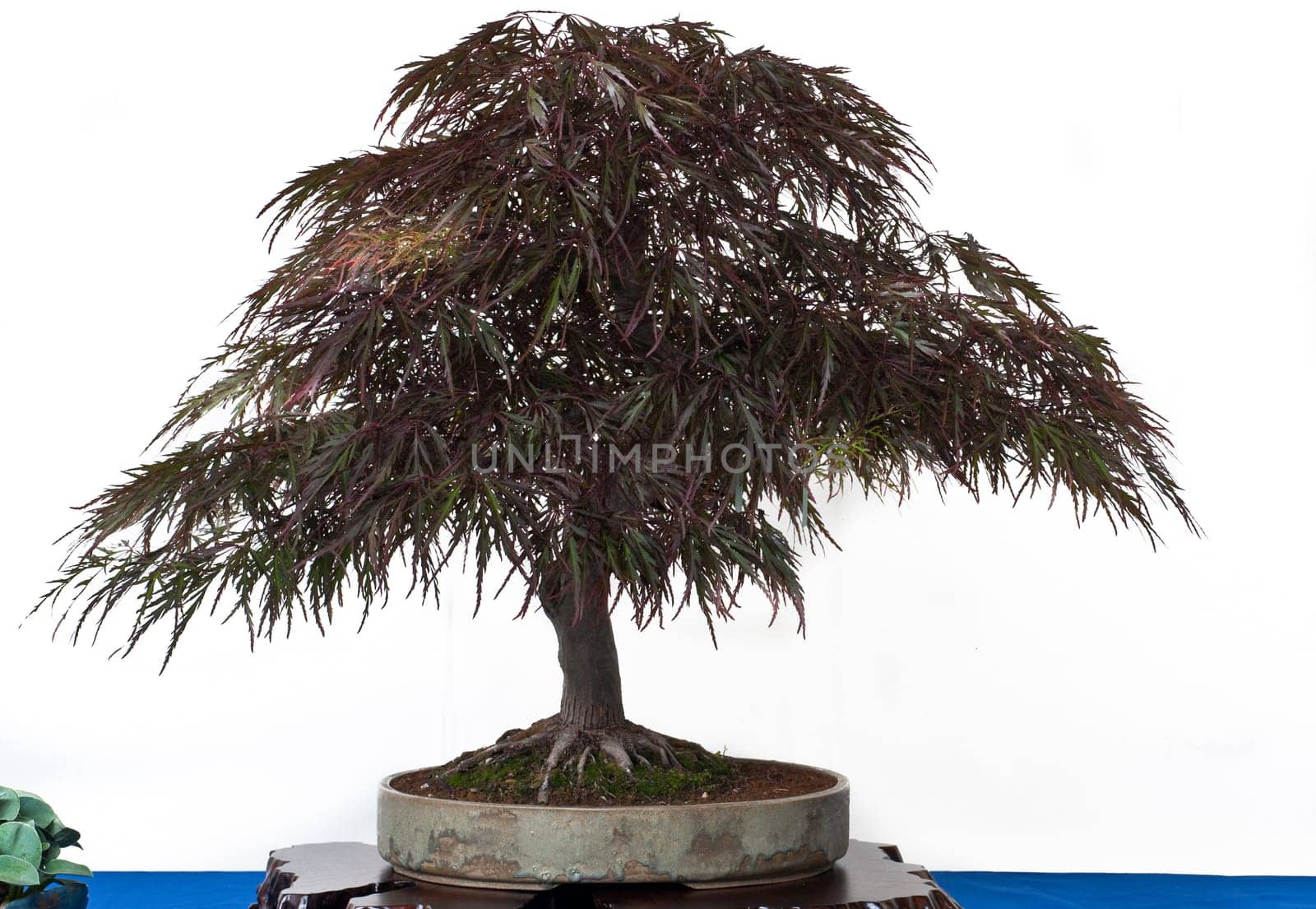 Red Japanese maple in a bonsai pot