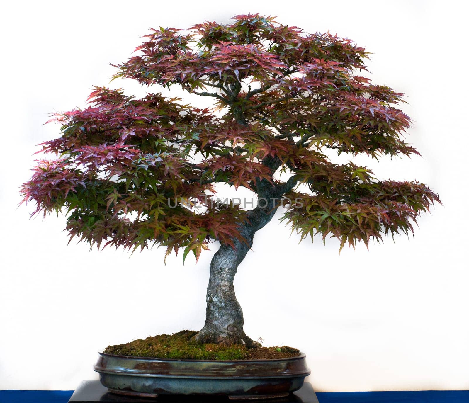 Acer palmatum eggs in a bonsai pot