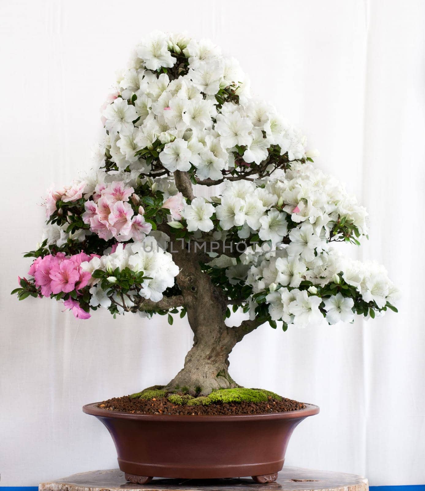 Rhododendron indicum in a bonsai pot