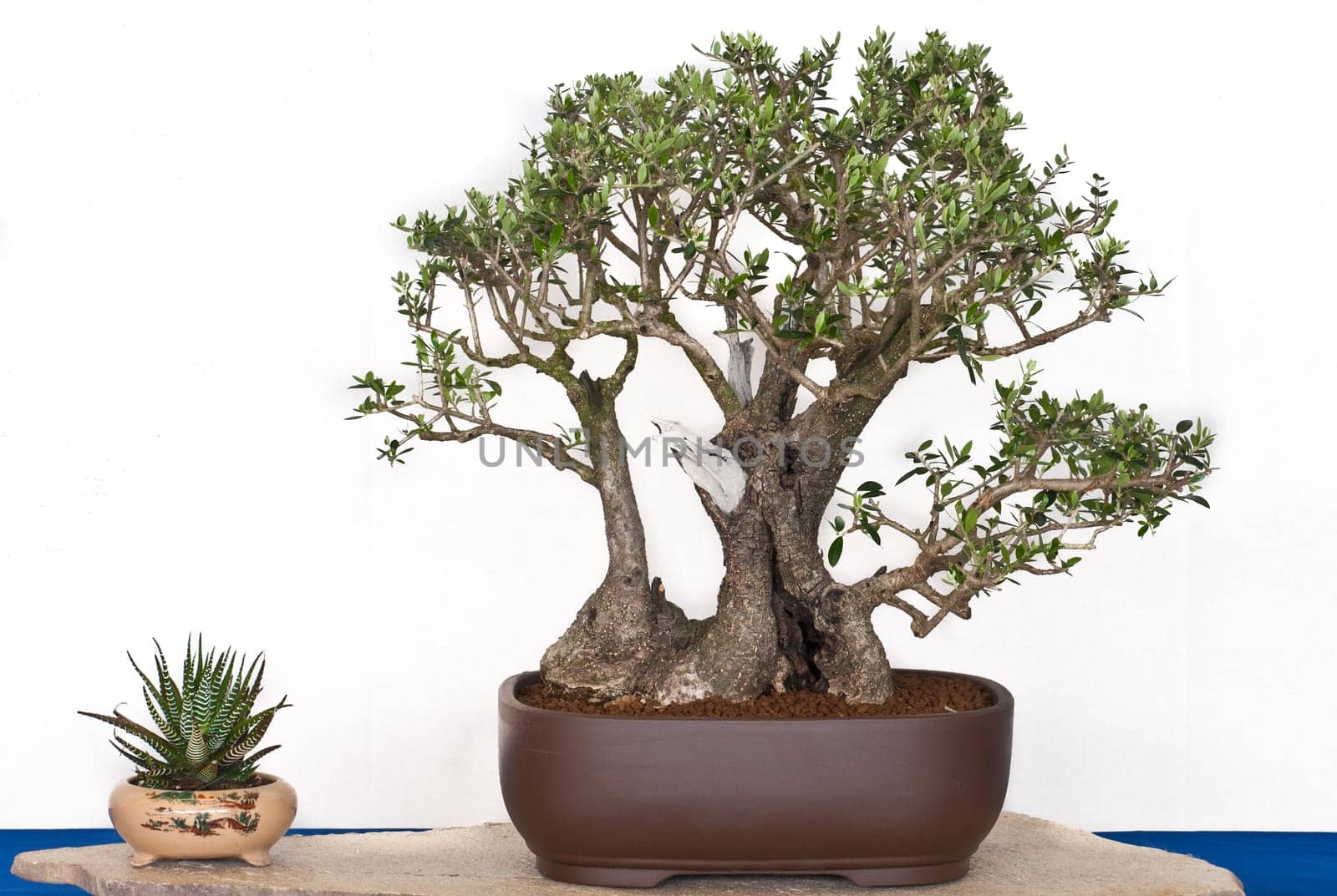 Olea europaea sylvestris in a bonsaischael
