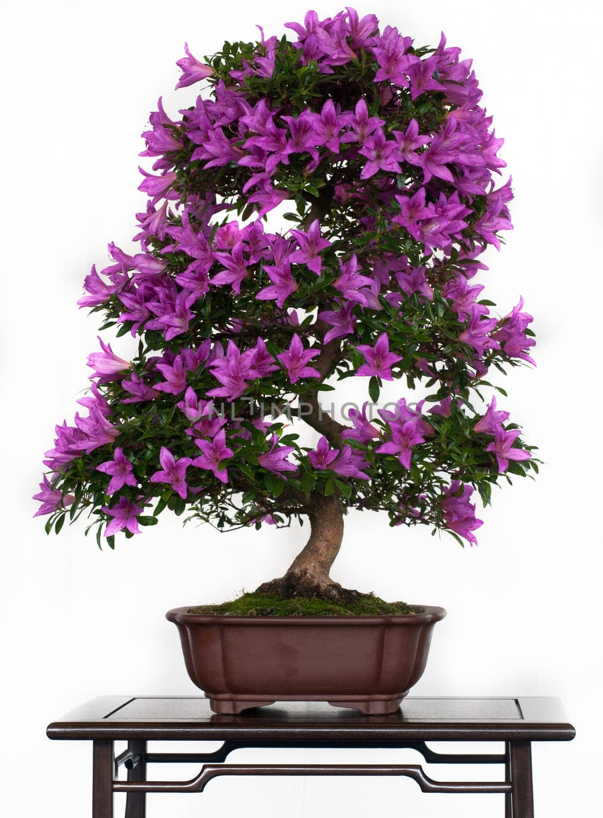 Rhododendron indicum with purple flowers