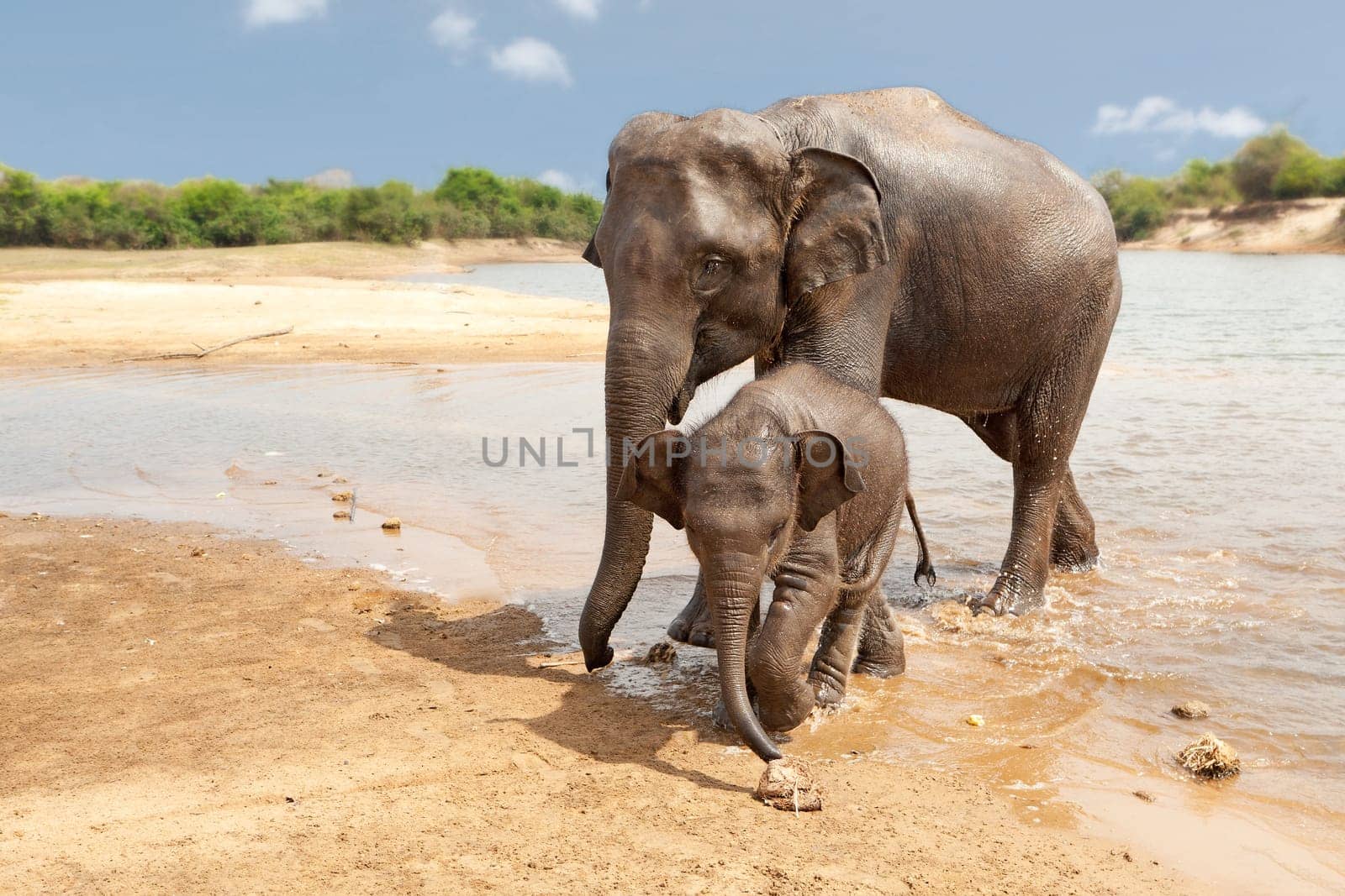 Elephants,cow with baby in Surin province in Thailand