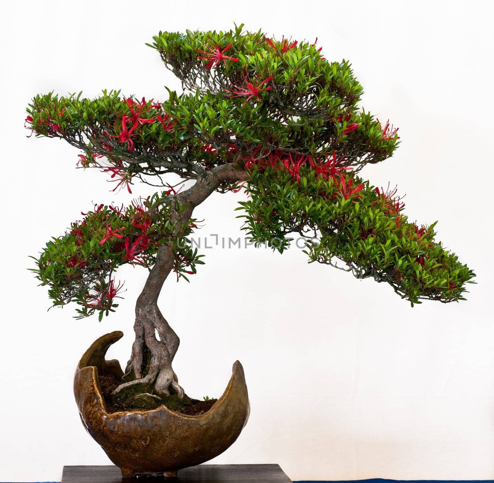 Rhododendron kinsai with red flowers in a bonsai pot