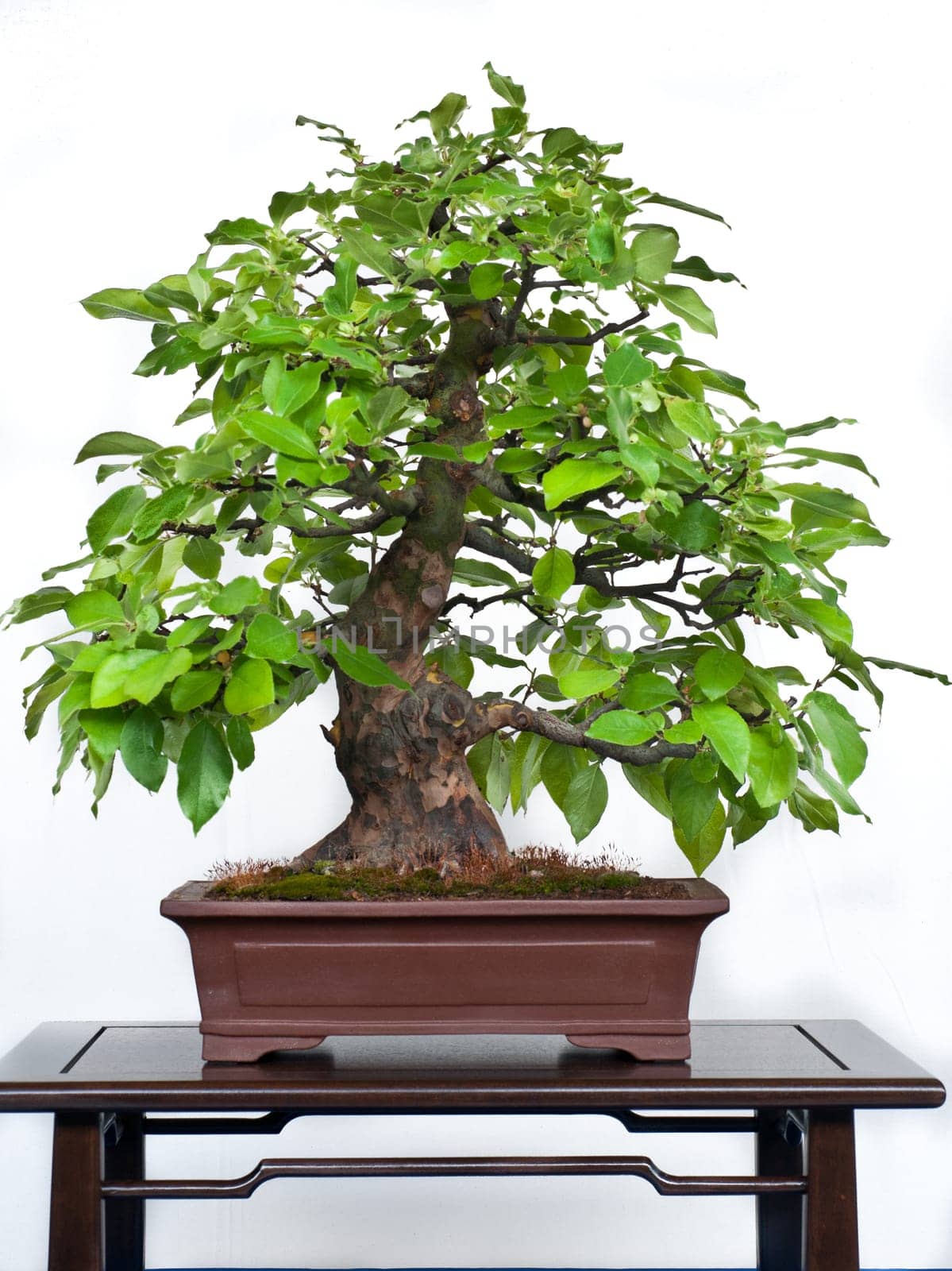 Pseudocydonia sinensis as a bonsai in a bonsai pot