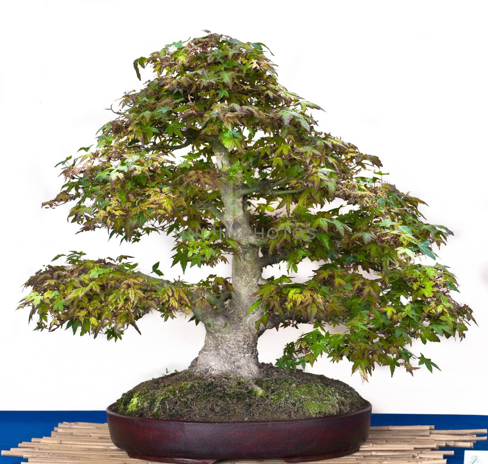 Japanese maple bonsai in a bonsai pot