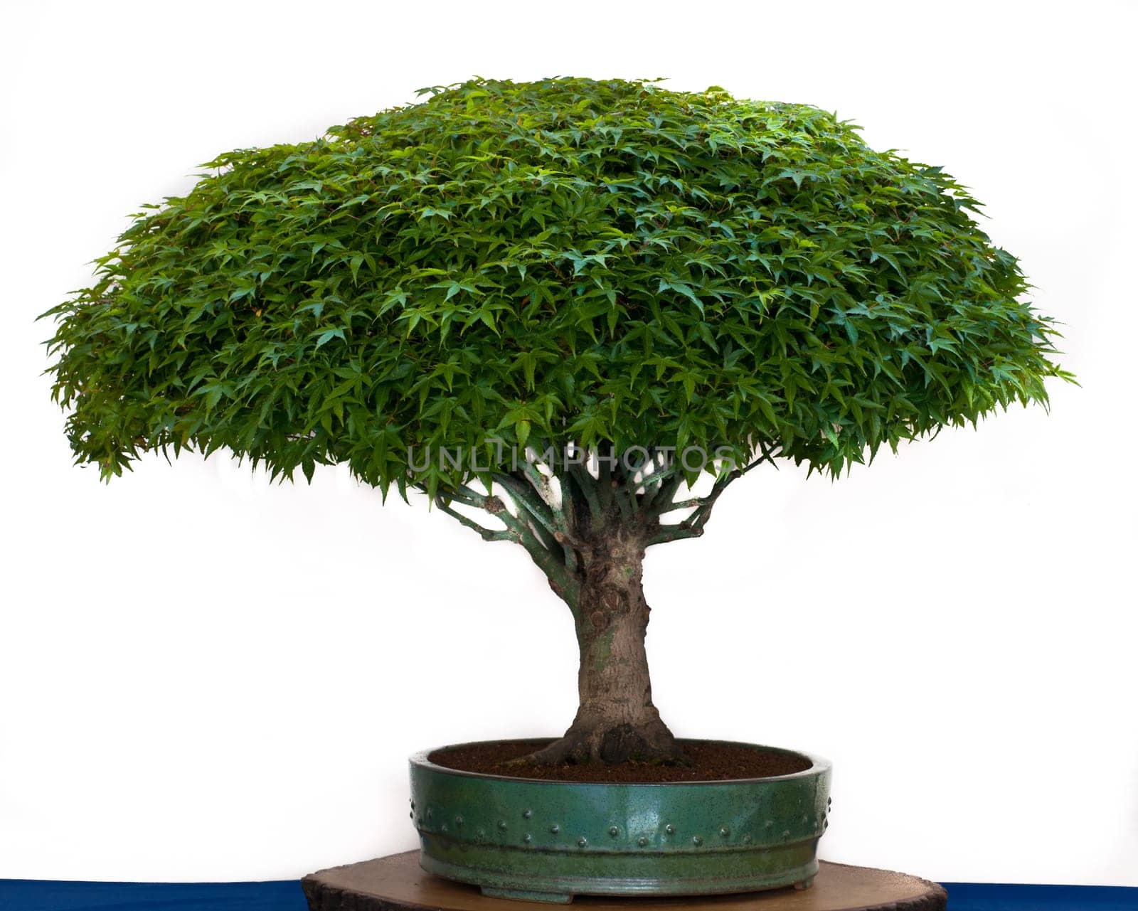 Maple tree designed in the shape of a broom