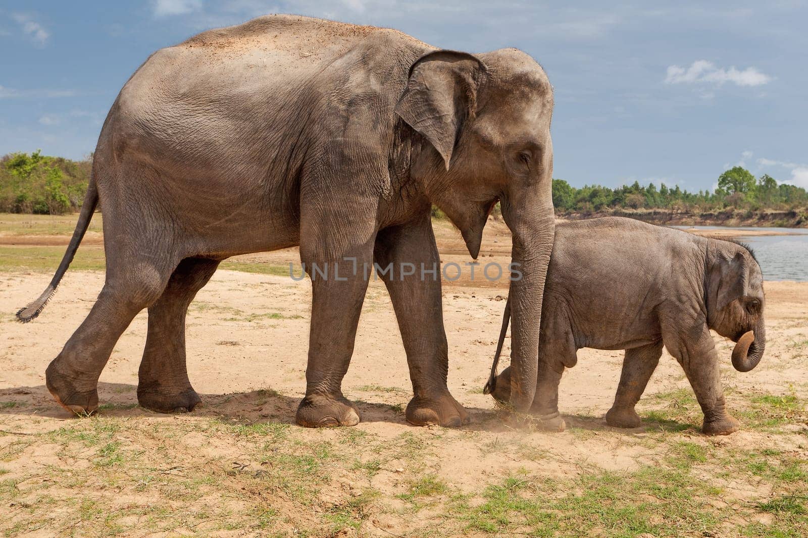 Elephants,cow with baby in Surin province in Thailand