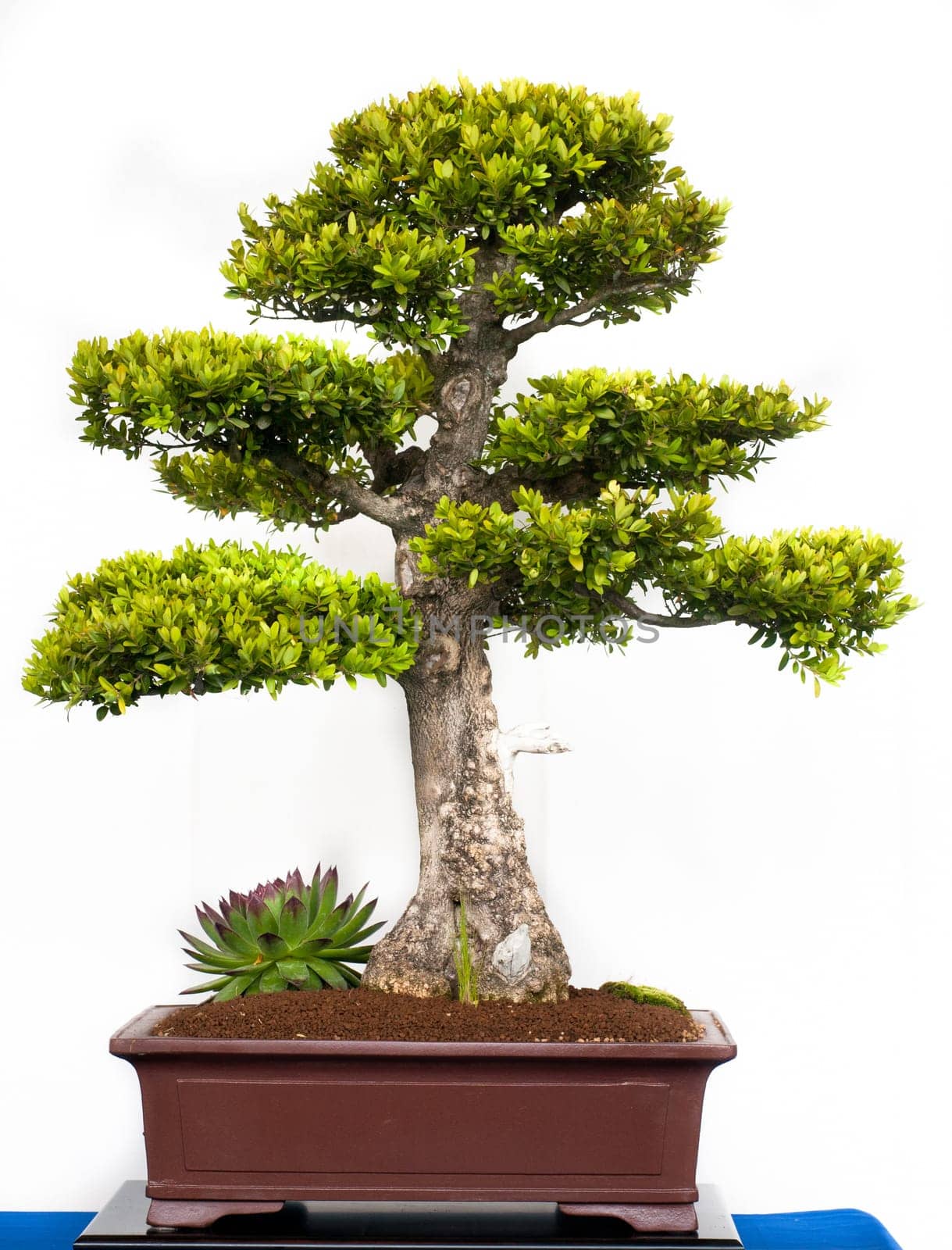 Boxwood (Buxus sempervivum) in a bonsai pot