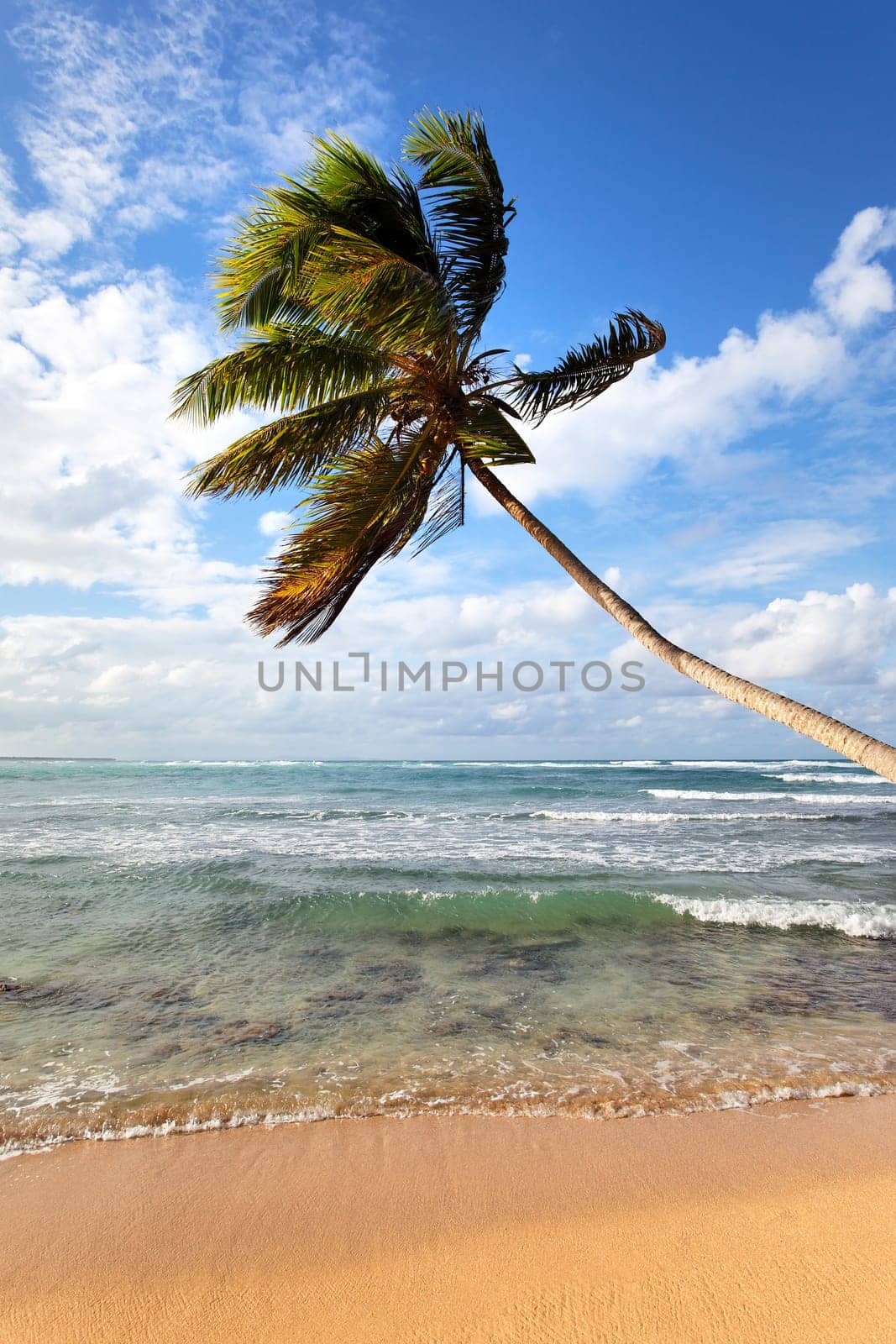 palm tree on a carabean beach in summer