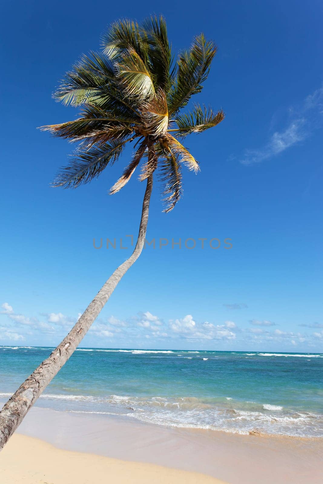 long palm tree on a carabean beach in summer