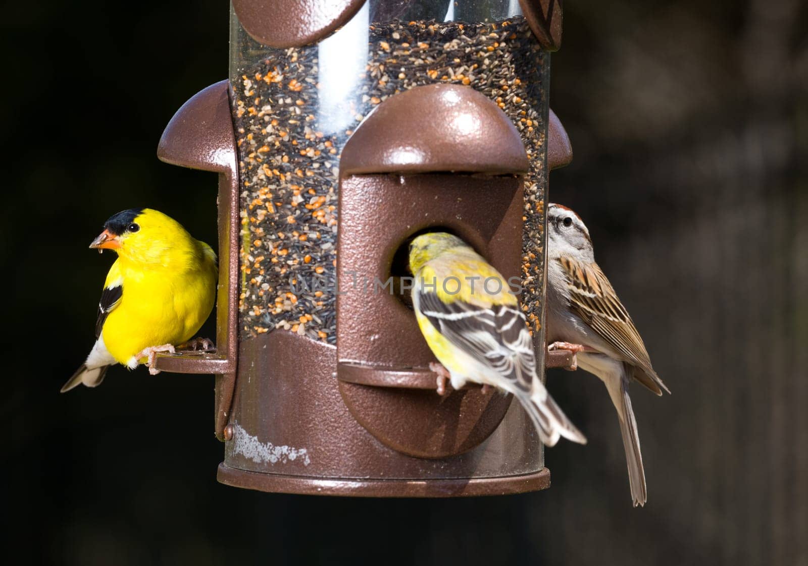 Bright yellow goldfinch eating from the opening in a modern bird feeder with very dark out of focus background
