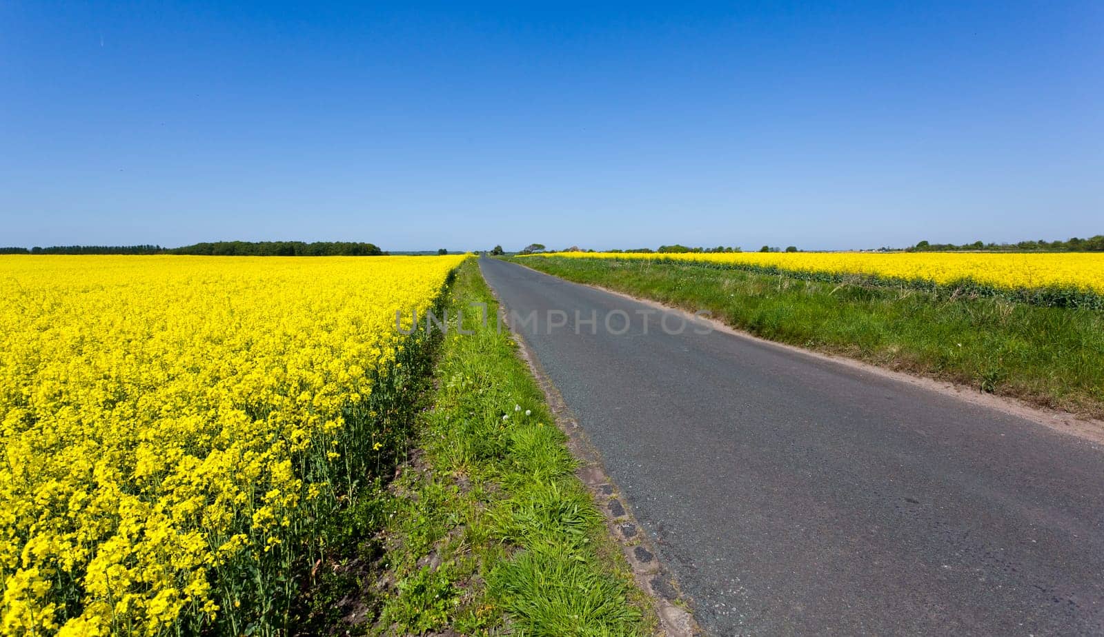 Flowers of the oilseed rape plant recede into the distance beside country lane