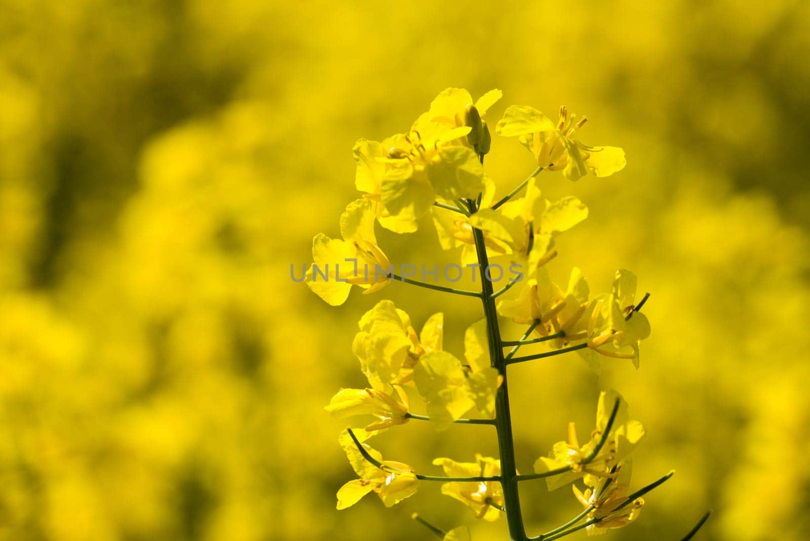 Flowers of the oilseed rape plant recede into the distance