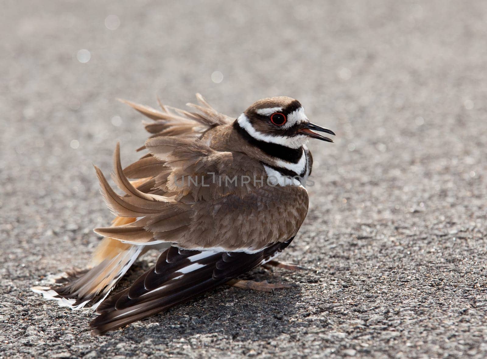 Killdeer birds lay their eggs on the ground by the side of roads and display an aggressive posture to ward of any dangerous animals