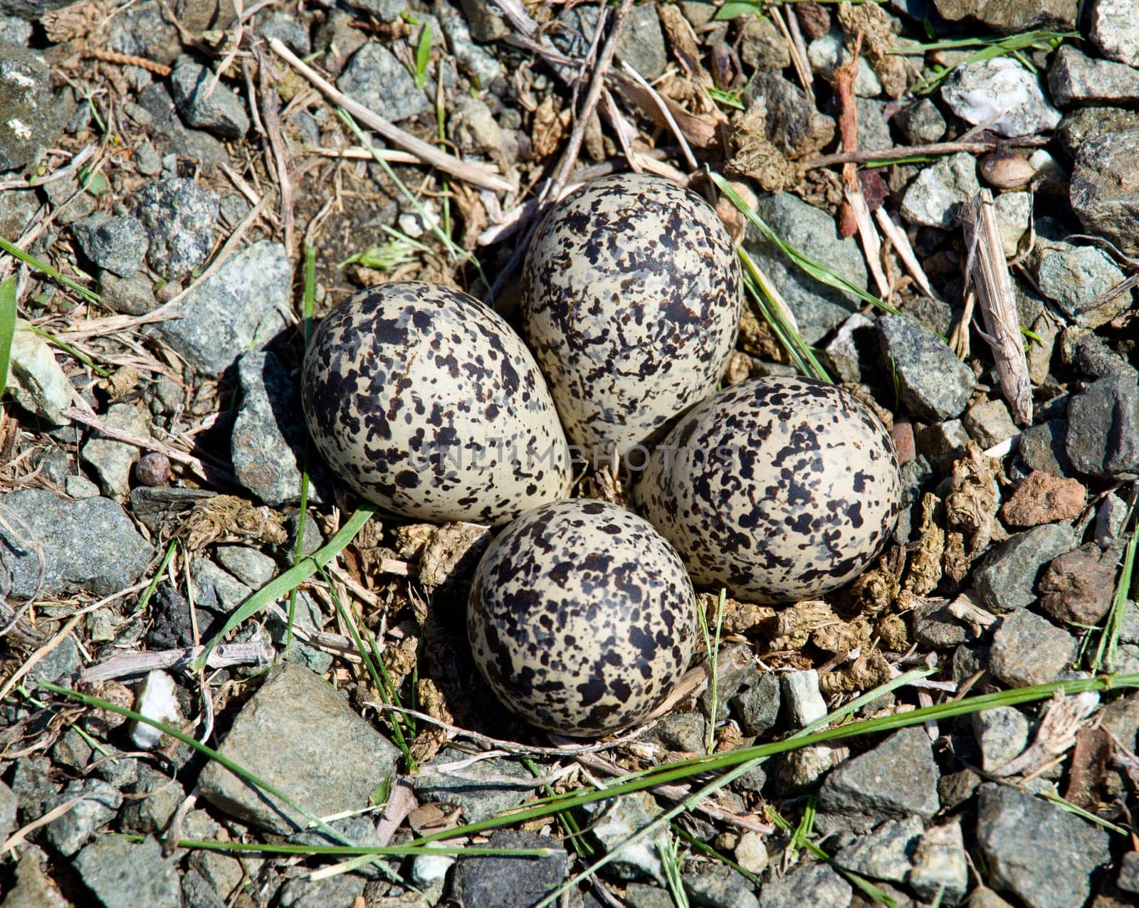 Killdeer birds lay their eggs on the ground by the side of roads and the eggs hatch into fully capable chicks