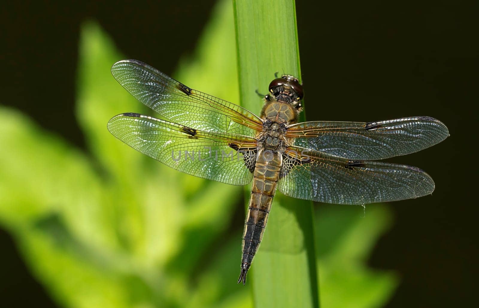 SONY DSC