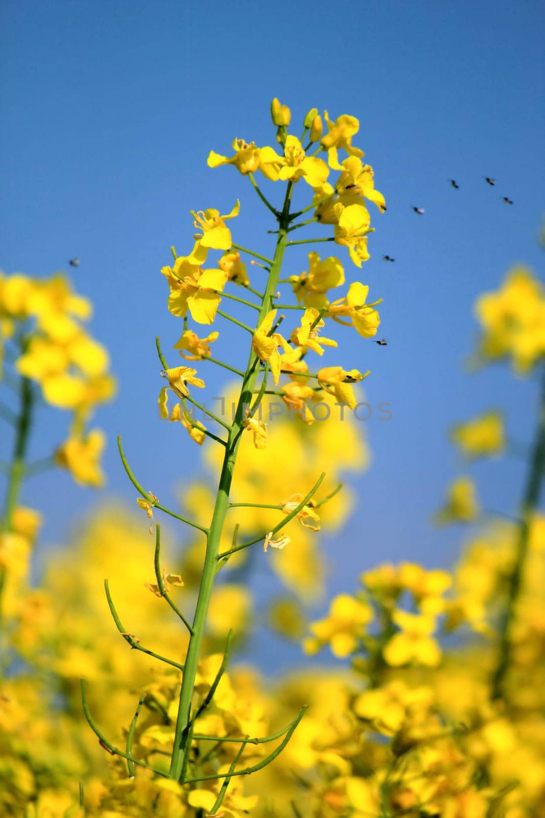 Close up of yellow colza flower with insects around by beautiful weather