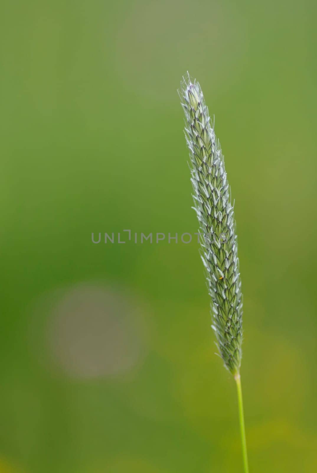 Grasses
