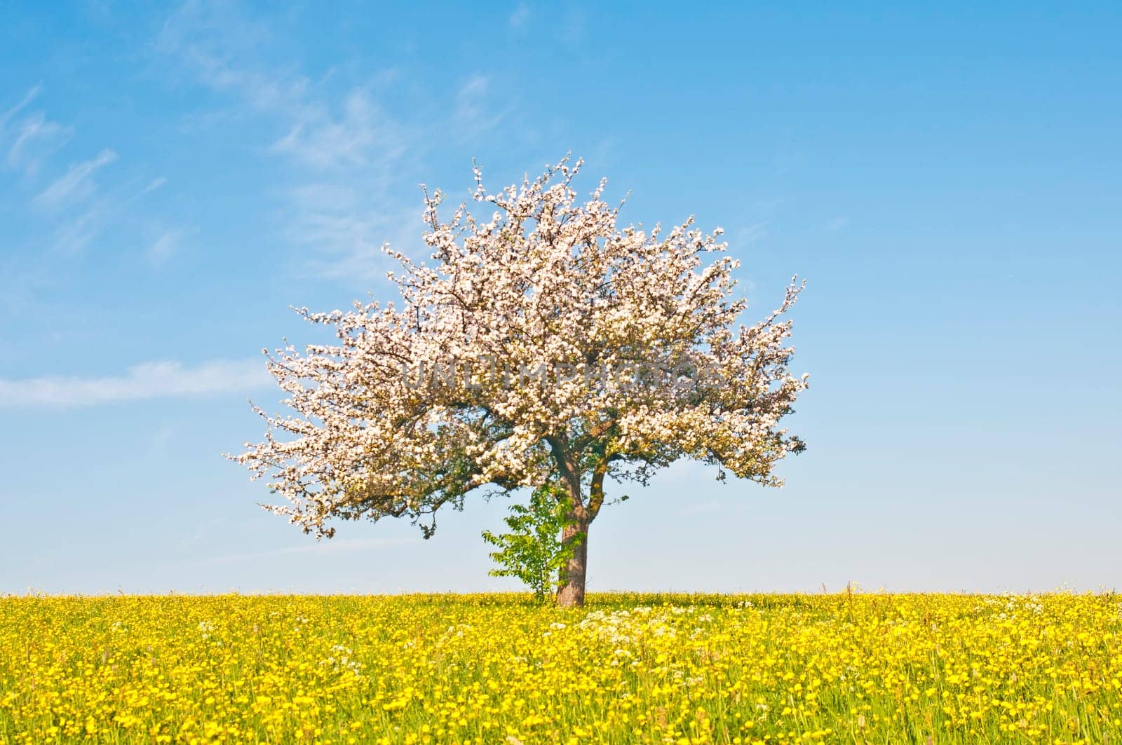 Apple blossom