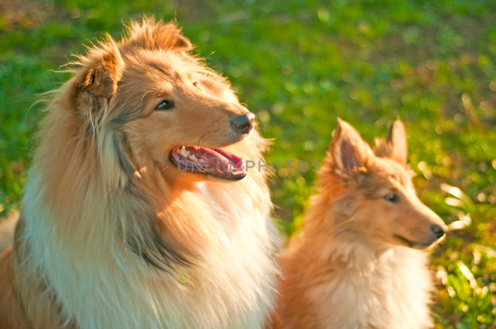 Collies young and puppy