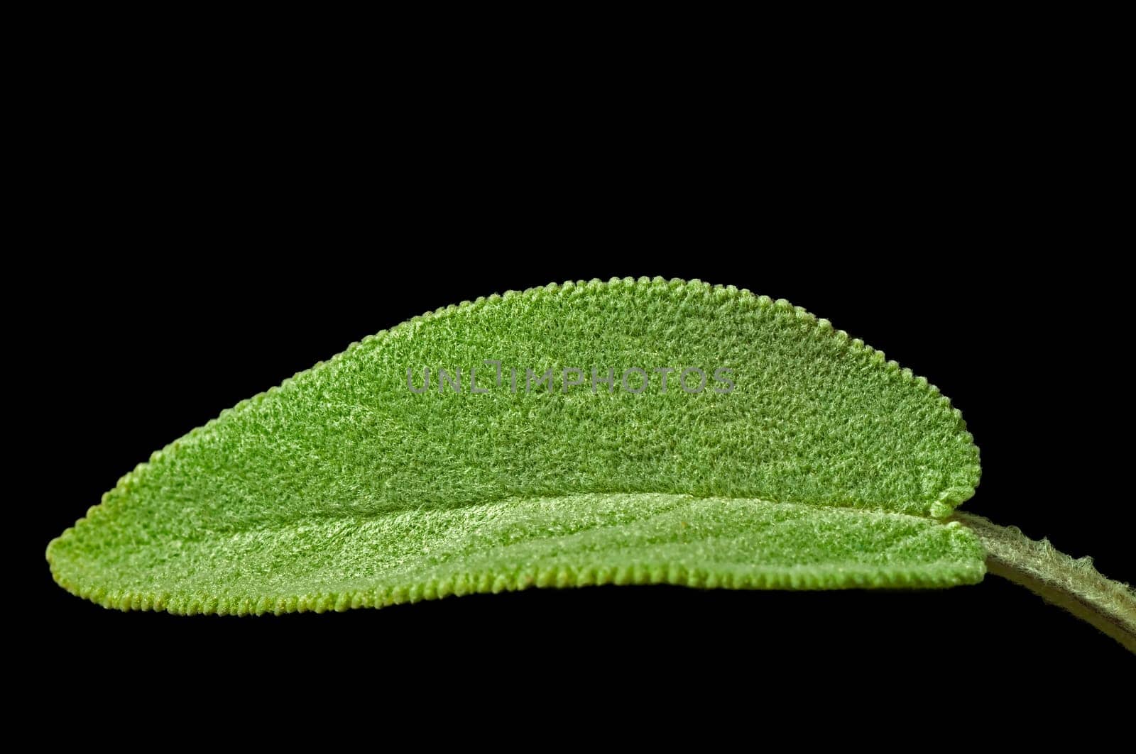 Sage
