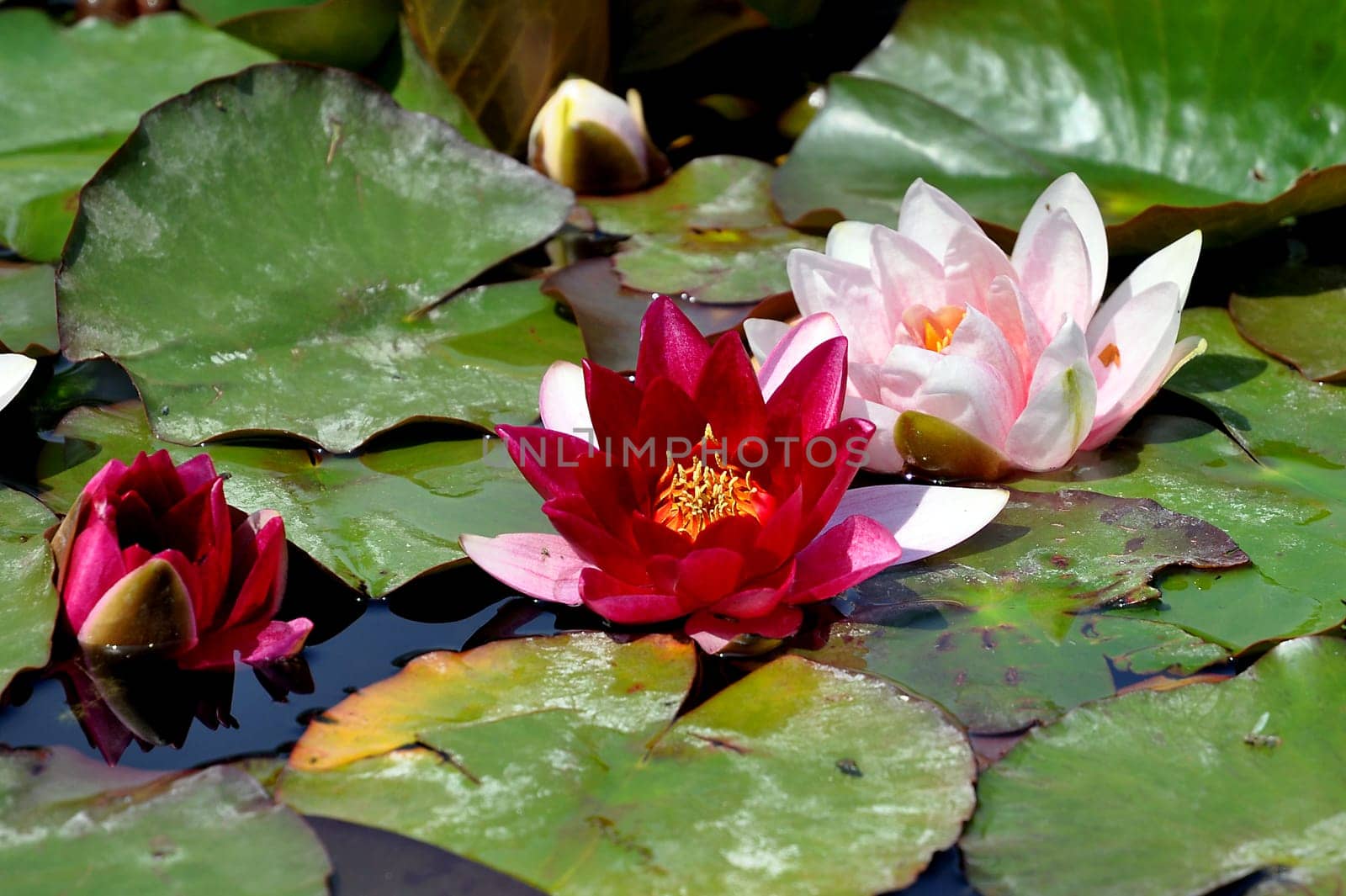 Water lily