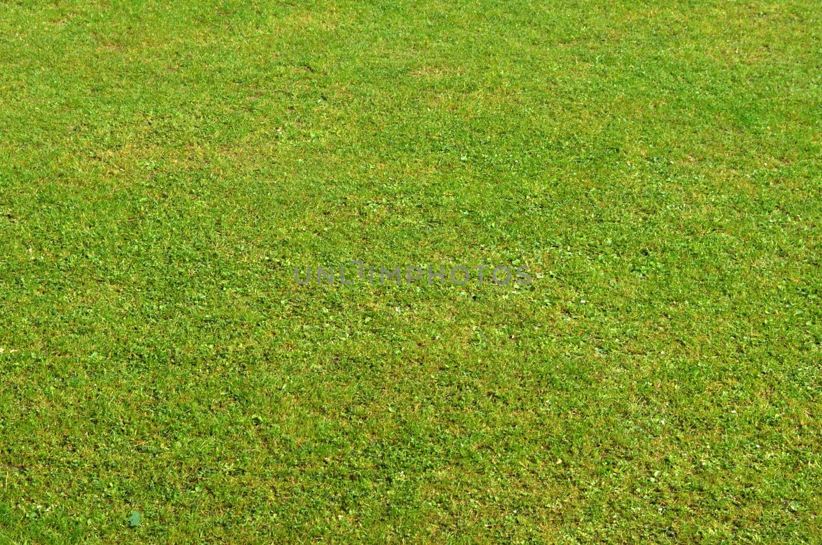 Grass (football field)