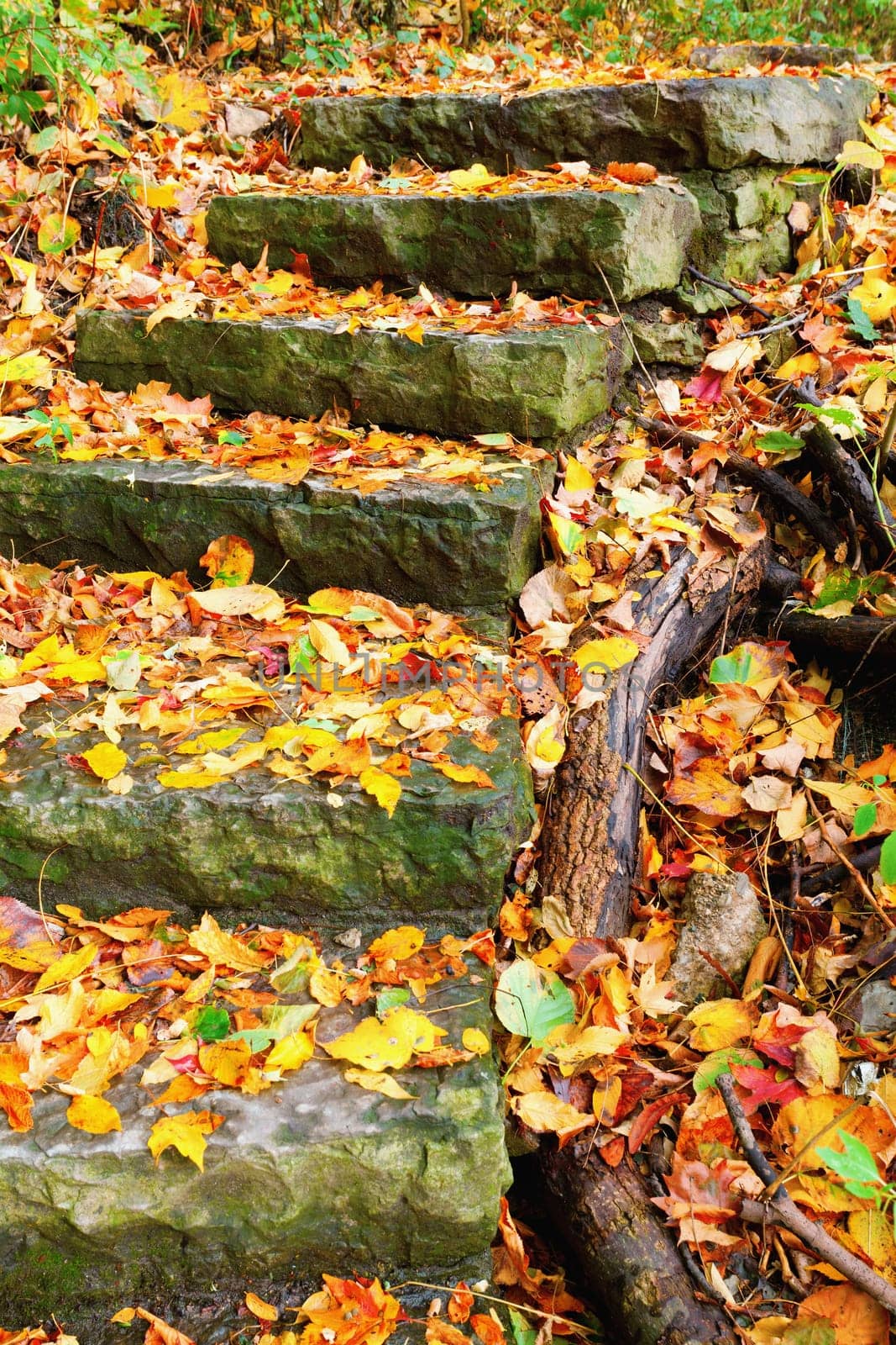 Fall foliage along a curved stone staircase