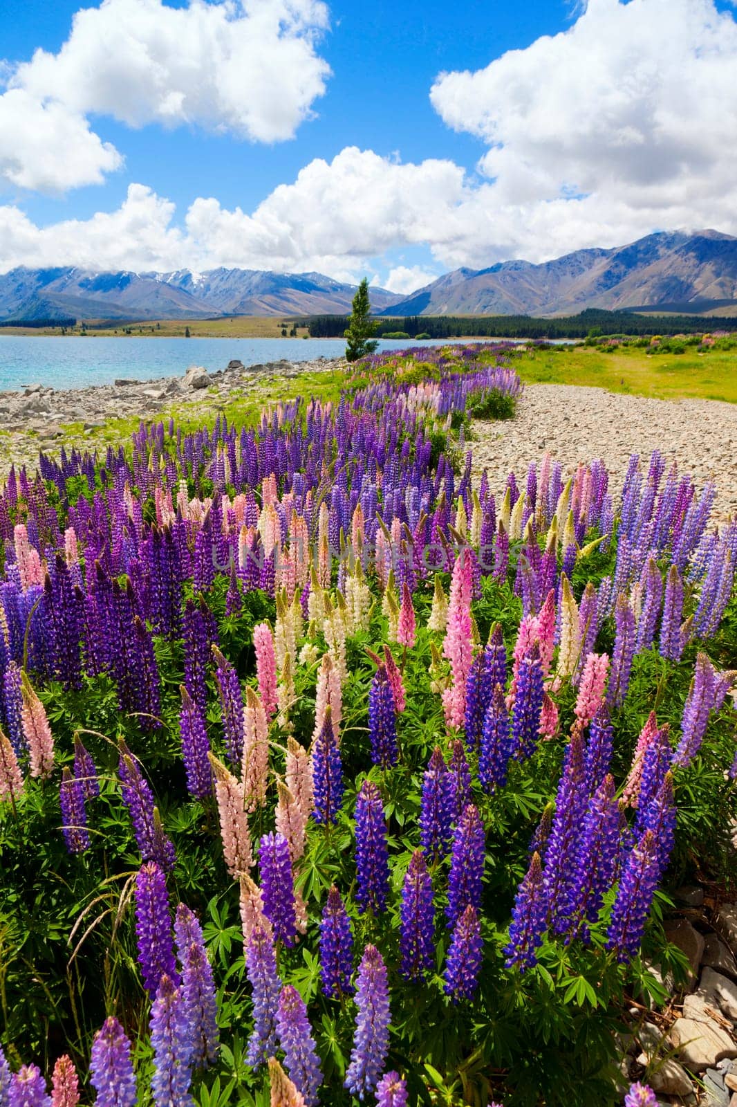 Field of lupin wildflowers on the shore of lake Tekapo in New Zealand