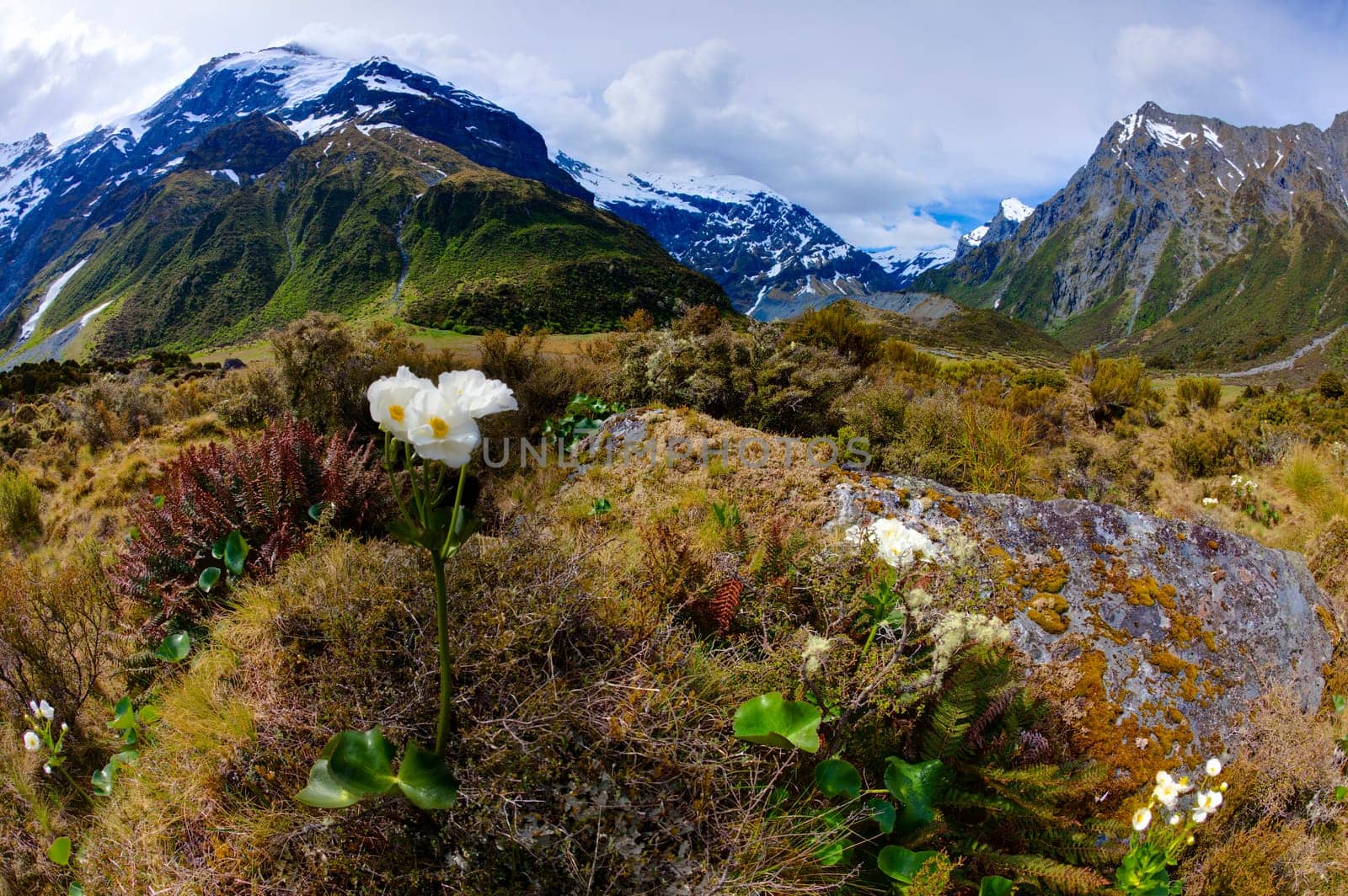 Mountain lilies in the upper Wilkin river valley mountain range in New Zealand