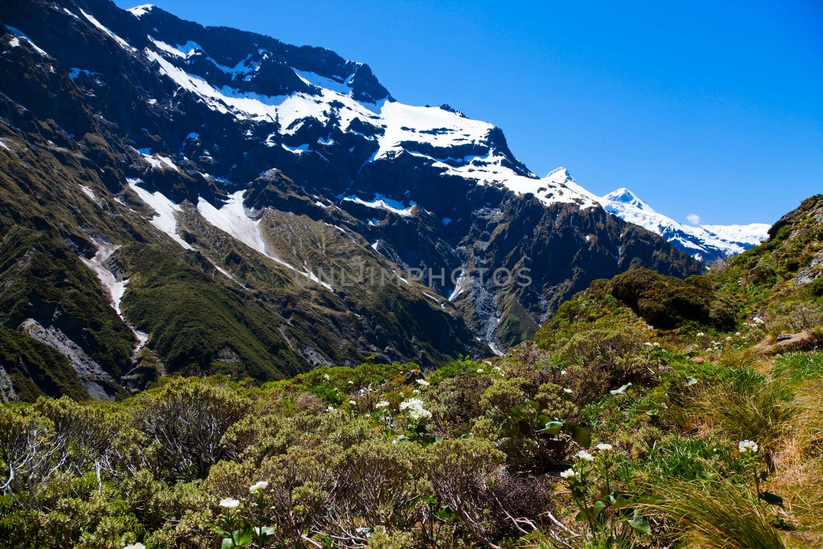 View of springtime flowers and plants with a background of the remaining snow on the mountain tops