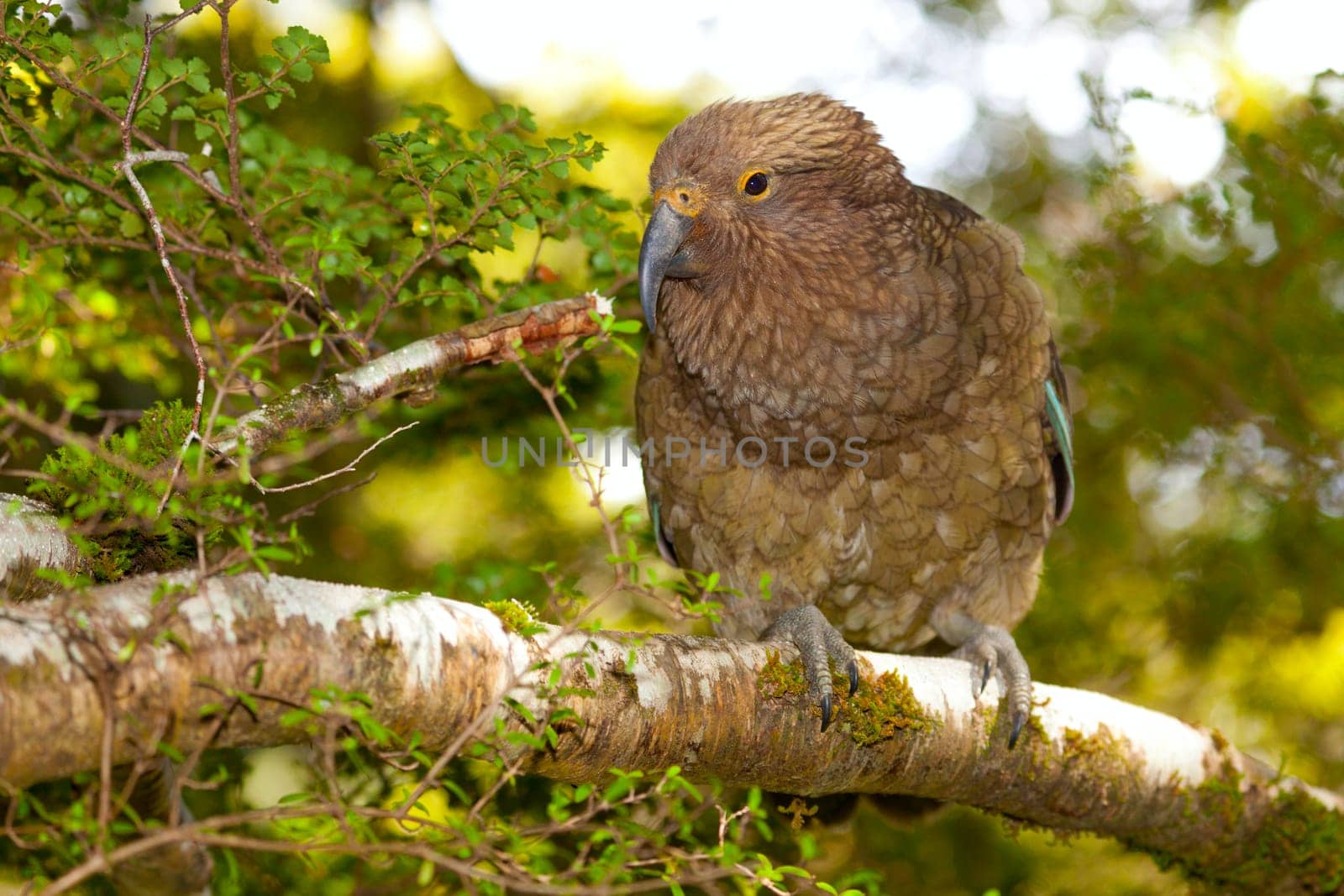 Closeup image of a Kea mountain parrot in New Zealand