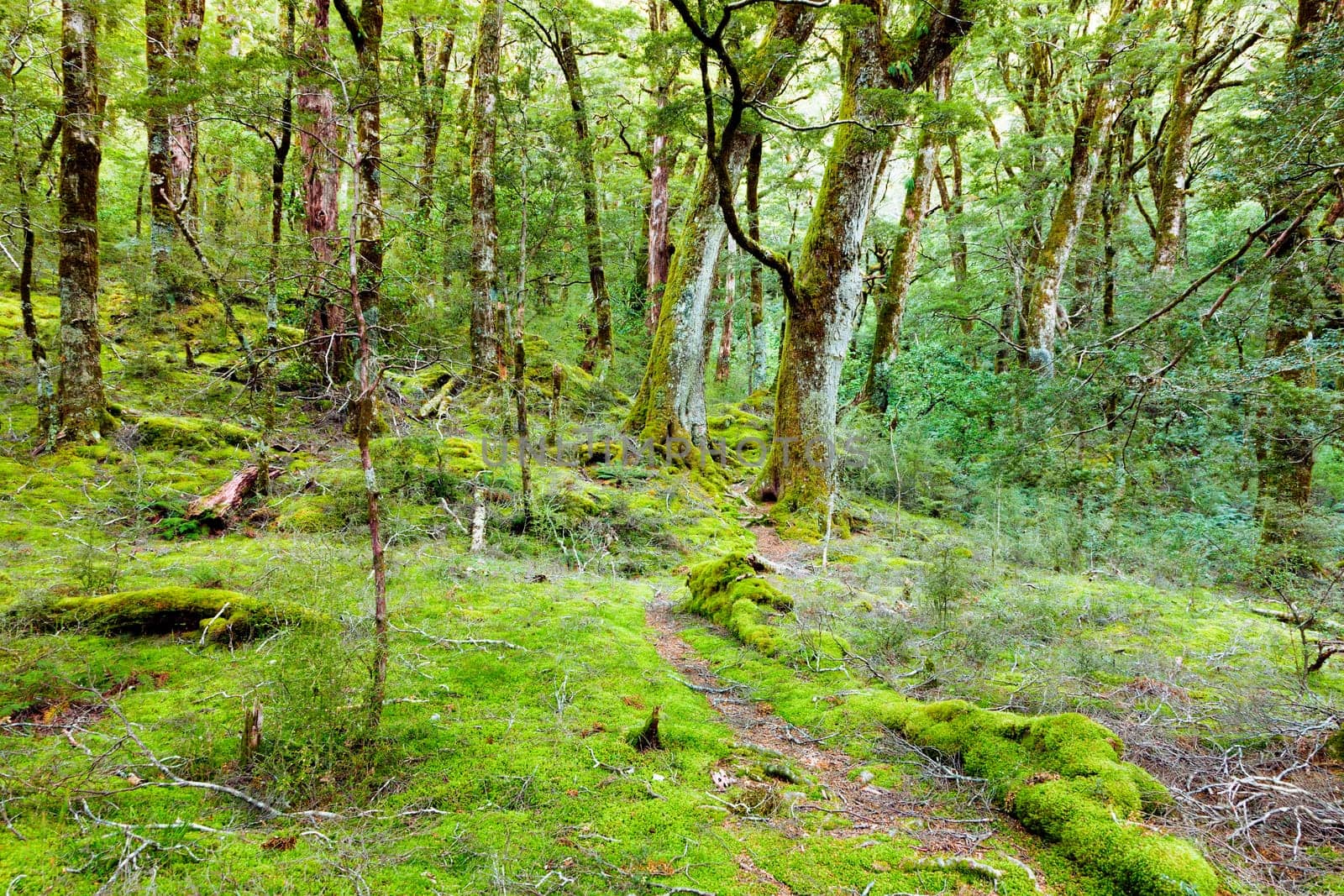 Vibrant green beech forest and moss along a trail