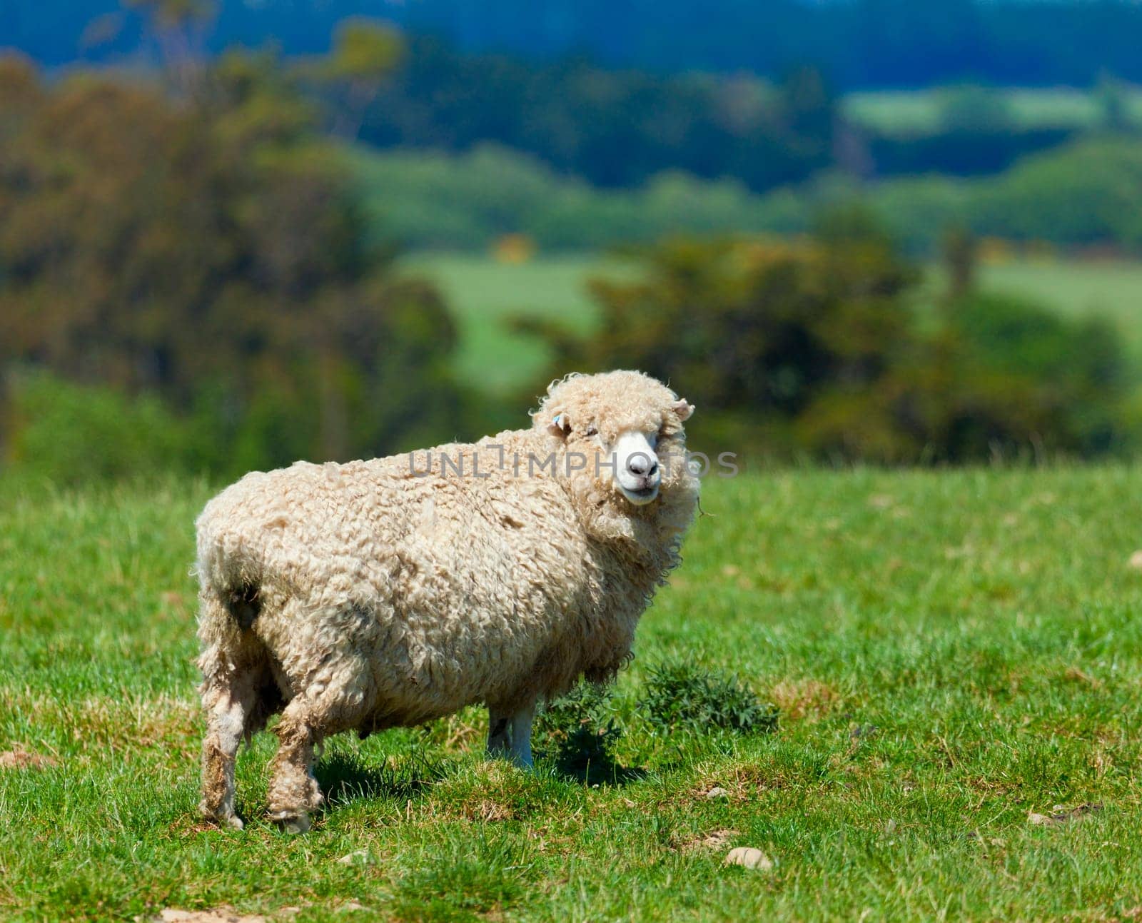 Image of a sheep grazing in the fields of New Zealand