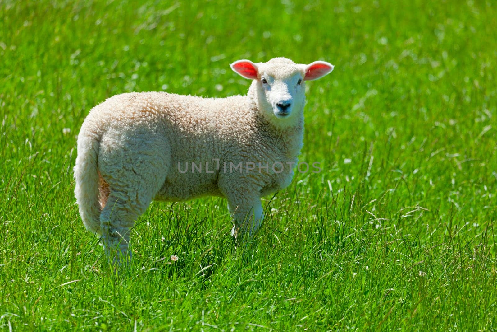 Image of a lamb grazing in the fields of New Zealand