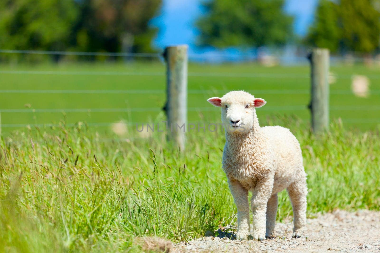 Young lamb on the road after escaping the fences