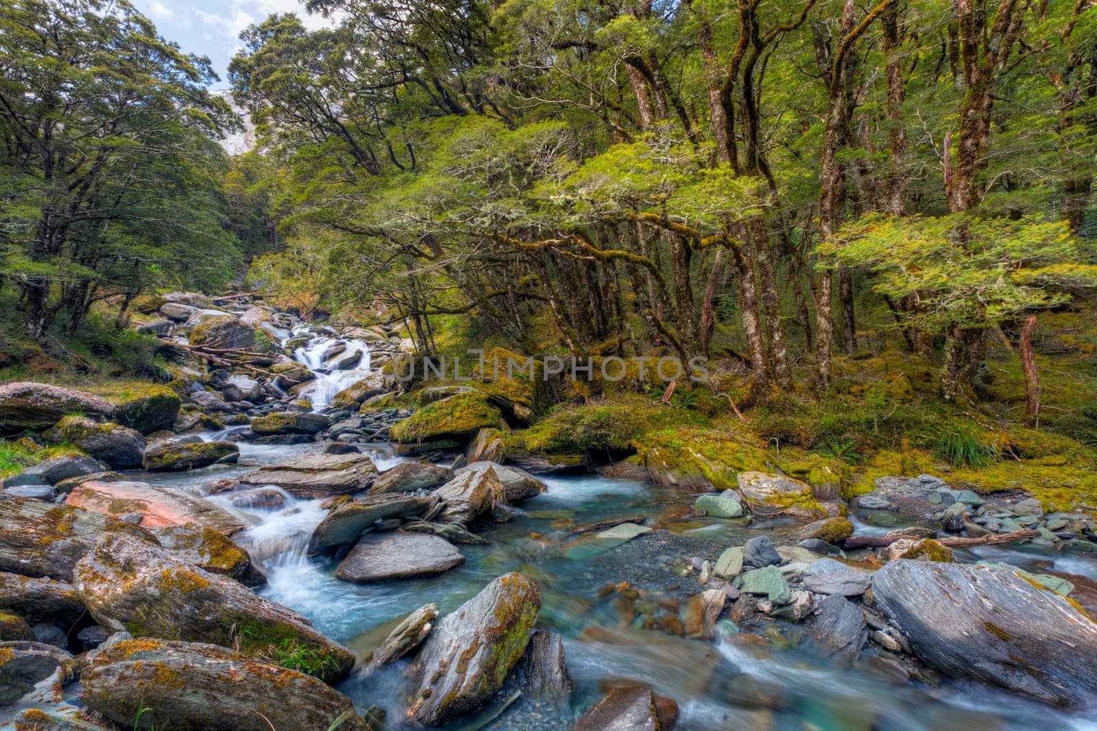 A mountain stream rushing through a beech tree forest