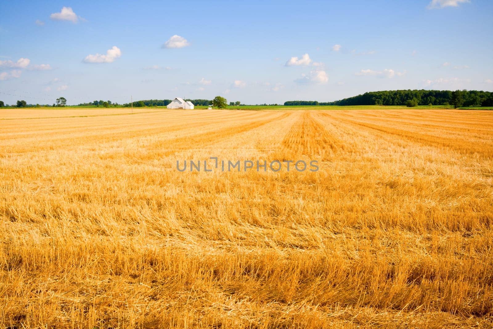 Harvested wheat field in a farm in Central Indiana