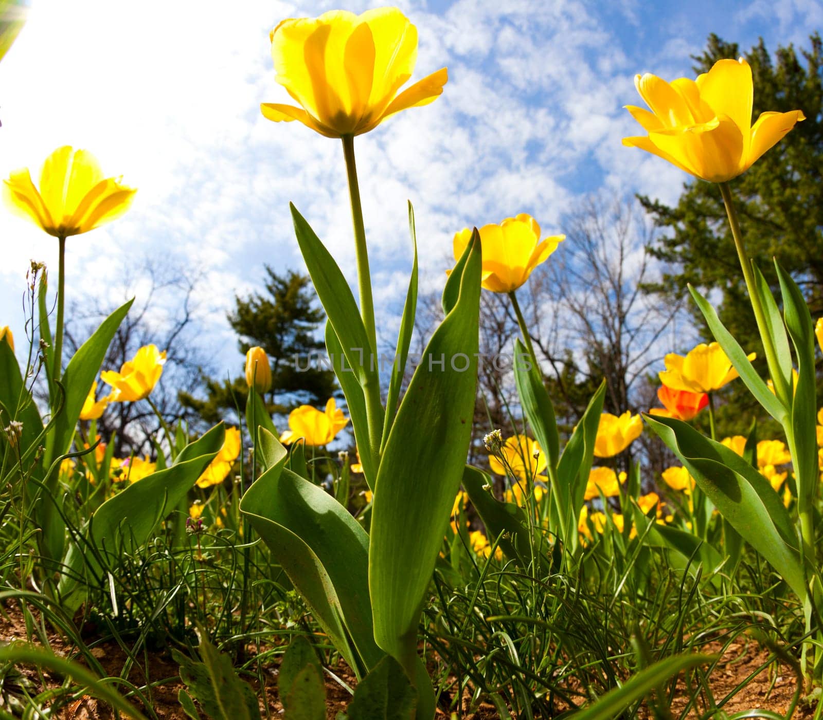 Flower bed with beautiful yellow tulips against sunny sky