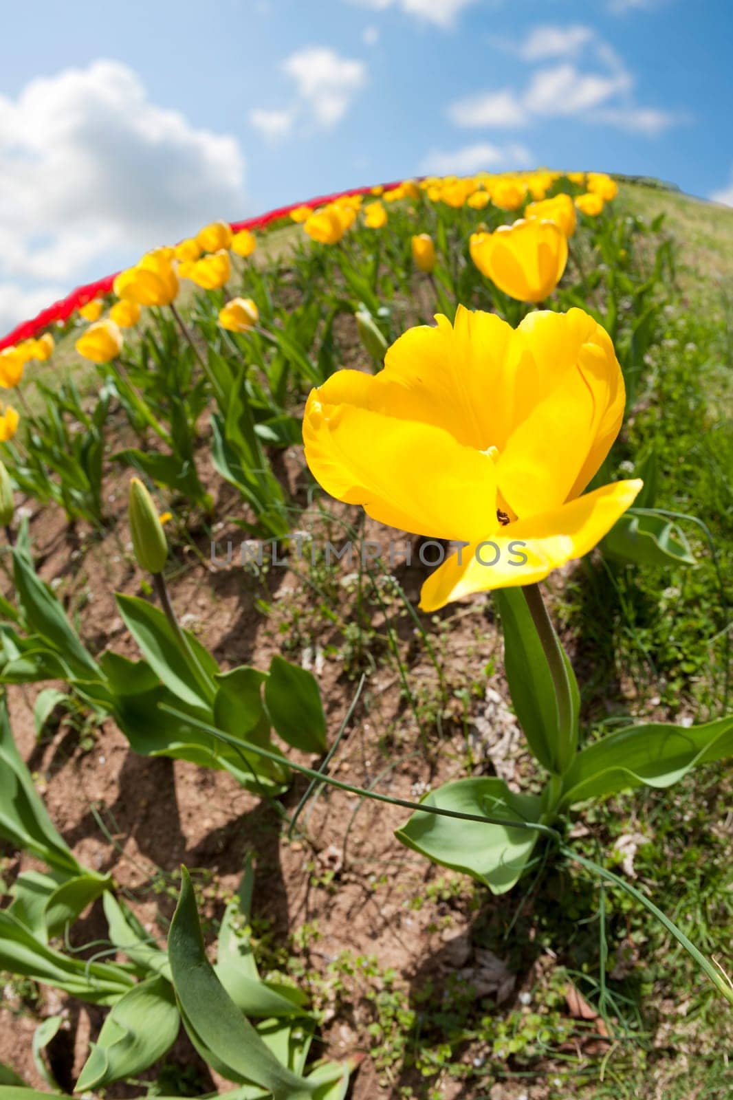 Flower bed with beautiful yellow tulips against sunny sky