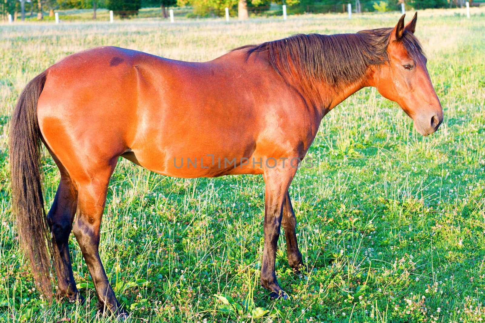 Beautifully groomed horse on a farm in Central Indiana