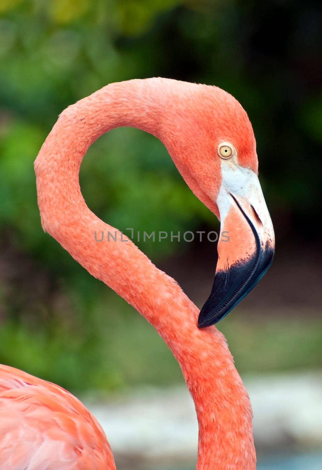 Fresh image of a pink flamingo.